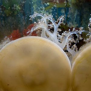 Mangrove jellyfish : Living Coasts : 24 Sep 2015