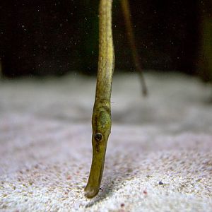 Greater pipefish : Living Coasts : 24 Sep 2015