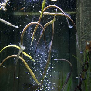 Greater pipefish : Living Coasts : 24 Sep 2015