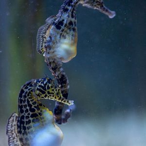 Pot-bellied seahorse : Living Coasts : 24 Sep 2015