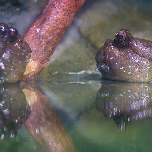 Atlantic mudskipper : Living Coasts : 24 Sep 2015