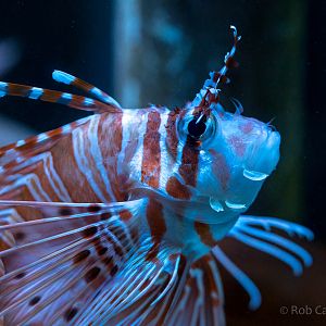 Lionfish : Living Coasts : 24 Sep 2015