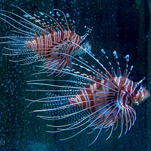 Lionfish : Living Coasts : 24 Sep 2015