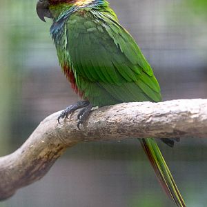 Blue-throated conure : Shaldon : 24 Sep 2015