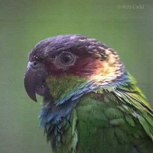Blue-throated conure : Shaldon : 24 Sep 2015