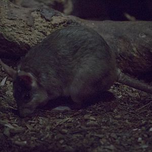 Malagasy giant rat : Shaldon : 24 Sep 2015