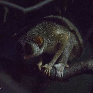 Grey slender loris : Shaldon : 24 Sep 2015