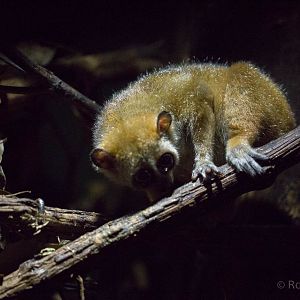 Pygmy slow loris : Shaldon : 24 Sep 2015