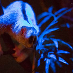 Bengal slow loris : Shaldon : 24 Sep 2015