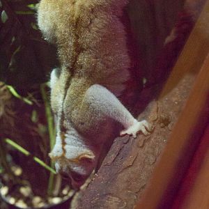 Bengal slow loris : Shaldon : 24 Sep 2015