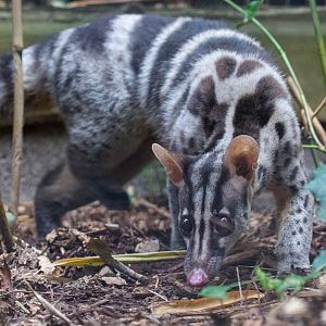 Owstons banded palm civet : Shaldon : 24 Sep 2015