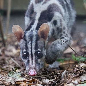 Owstons banded palm civet : Shaldon : 24 Sep 2015