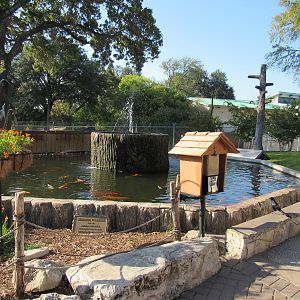Koi Feeding Pond and Fountain