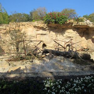 Red Ruffed Lemur Grotto