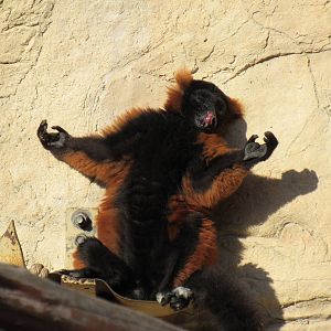Red Ruffed Lemur