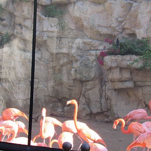 American Flamingos