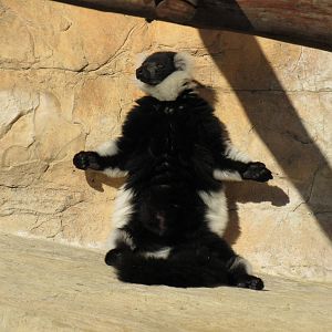 Black and White Ruffed Lemur