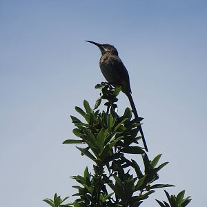 Cape sugarbird