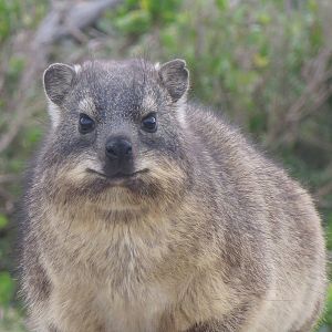 Cape rock hyrax