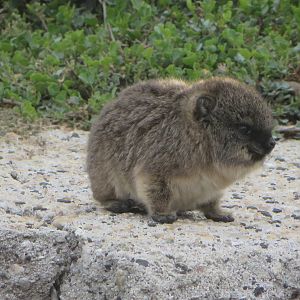 Young cape rock hyrax