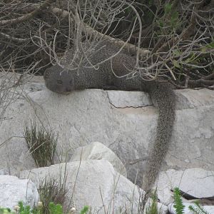 Small grey mongoose