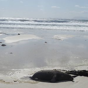 South-African fur seal