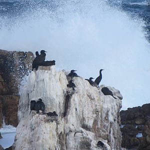Cormorant colony