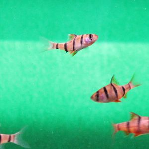 Five-striped barbs
