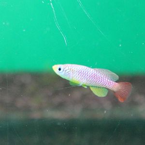 Nothobranchius foerschi