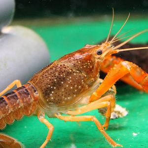 Crayfish species