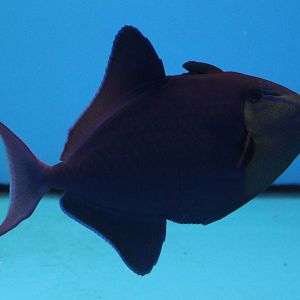 Red-toothed triggerfish