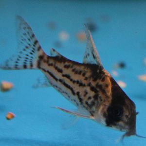 Corydoras schwartzi
