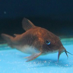 Prop. Corydoras aeneus