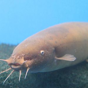 Electric catfish