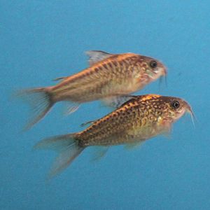 Corydoras ID