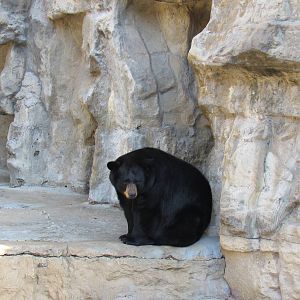 Black Bear