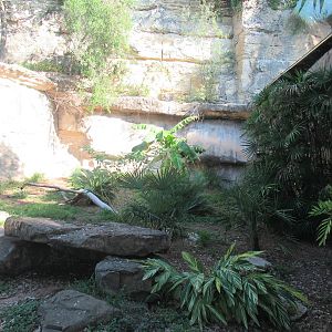 Komodo Dragon outdoor habitat