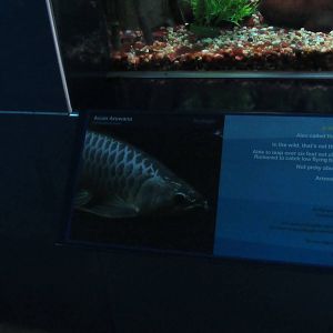 Signage example in Richard Friedrich Aquarium