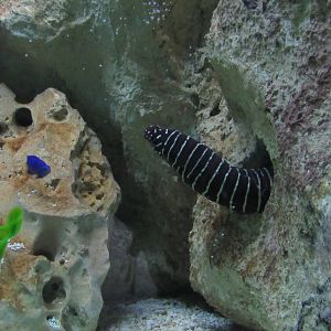 Zebra Moray Eel