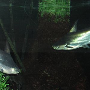 Giant Asian Catfish in Richard Friedrich Aquarium