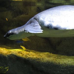 Fly River Turtle in Richard Friedrich Aquarium