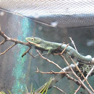 Emerald Alligator Lizard