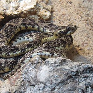 Caatinga Lance-Headed Viper