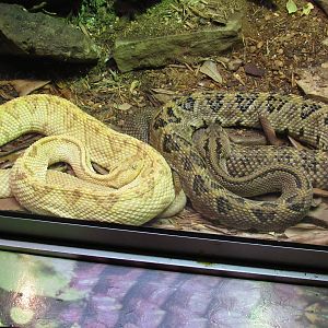 Northwestern Neotropical Rattlesnake (included albino/leuistic specimen?1
