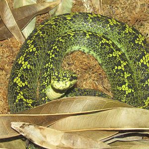 Black-Speckled Palm Viper