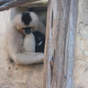 White Cheeked Gibbon with Male Offspring