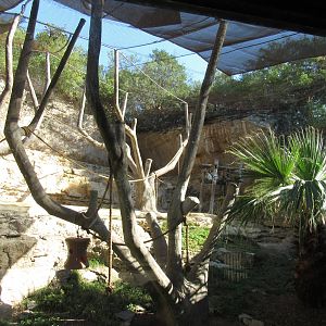 Francois Langur Habitat