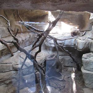 Ring Tailed Cat Habitat