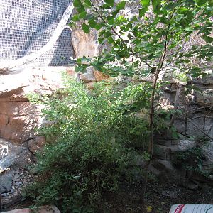 Fishing Cat Habitat Under Renovation