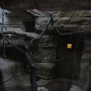 Northern Tree Shrew Habitat